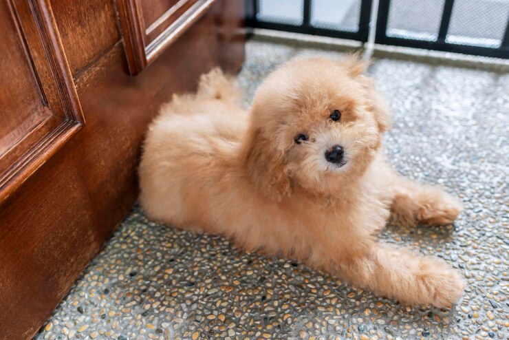 high-angle-view-dog-lying-floor-home_1048944-59394