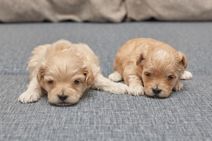 two-very-small-maltipu-puppies-are-lying-each-other_231474-1443